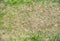 Bad quality grass lawn texture top view. Green grass background of damaged lawn structure. Grassland ecology concept design, badly