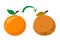 Bad rotten orange. Food waste vector isolated. Citrus fruit rot