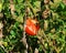 Bad tomatoe grass, decaying valleys, natural background