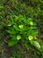Bada Gokharu Gokhru Pedalium murex Crow Thorn Yellow Flowers Plant