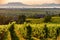 The Badacsony mountain with Lake Balaton and a vineyard in the f