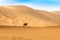 Badain Jaran Desert with sandunes and camel