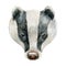Badger animal portrait image. Watercolor hand drawn illustration. Wild forest animal. Woodland black and white europe