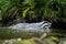 Badger bath. European badger, Meles meles, swims in forest brook. Hungry badger sniffs about food in fresh water. Cute animal