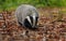 Badger in colorful autumn forest. European badger, Meles meles, sniffs about prey in orange leaves. Wildlife scene from autumn