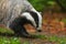 Badger in colorful autumn forest. Portrait of European badger, Meles meles, sniffing about prey. Rainy day in nature.