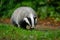 Badger in colorful green forest. European badger, Meles meles, sniffs about prey in wet grass. Rainy day in nature. Wildlife scene