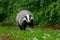Badger in colorful green forest. European badger, Meles meles, sniffs about prey in wet grass. Rainy day in nature. Wildlife scene