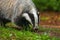 Badger in colorful green forest. European badger, Meles meles, sniffs wet blossom. Rainy day in nature. Wildlife scene from summer