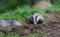 Badger cubs at set