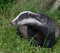 Badger cubs at set