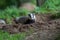 Badger cubs at set