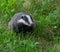 Badger cubs at set