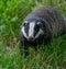 Badger cubs at set