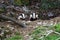 Badger Cubs at sett