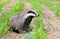 Badger on field