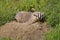 Badger in field sitting on dirt at entrance to den looking at camera