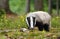 Badger in forest