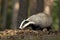 Badger in forest, animal nature habitat, Czech. Wildlife scene. Wild Badger, Meles meles