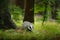 Badger in forest, animal in nature habitat, Germany, Europe. Wild Badger, Meles meles, animal in wood, autumn pine green forest. M