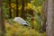 Badger in forest, animal nature habitat, Germany, Europe. Wildlife scene. Wild Badger, Meles meles, animal in wood. European