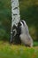 Badger in forest, animal nature habitat, Poland, Europe. Wildlife scene. Wild Badger, Meles meles, animal birch tree trunk. Europe