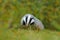 Badger in green forest, animal in nature habitat, Germany, central Europe. Wildlife scene from nature. Animal in wood. Cute black