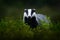 Badger in the green forest. Cute Mammal in environment, rainy day, Germany, Europe. Wild Badger, Meles meles, animal in the wood