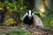 Badger in green forest. Hungry European badger, Meles meles, sniffs about food in rotten stump. Badger shows teeth.