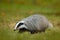 Badger in green grass, animal nature habitat, Germany, Europe. Wildlife scene. Wild Badger, Meles meles, animal in wood. European