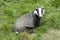 Badger - Meles meles