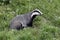 Badger, Meles meles