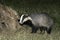 Badger, Meles meles