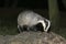 Badger, Meles meles