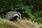 Badger (Meles meles) with a cloud of biting midges.