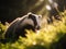 Badger, Meles meles, single mammal in grass Made with Generative AI