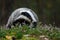 Badger in moorland. Portrait of european badger, Meles meles, in green pine forest. Hungry badger sniffs about food in moor.