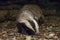 Badger in the night