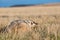 Badger on prairie with blue sky in background