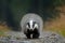 Badger running in forest road.