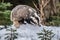 Badger running in snow czech republic