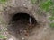 Badger sett entrance