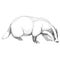 Badger sketch vector graphics black and white drawing
