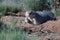 Badger sniffing the air for scent as it moves around digging up the ground. One front foot is raised showing long powerful claws.