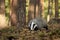 Badger sniffing in forest, animal nature habitat, Czech. Meles meles