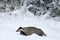 Badger in snow, winter condition in the forest. Badger in the forest, animal in nature habitat, Germany. Wild Badger, Meles meles