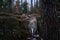 Badger in stone forest, Germany, Europe wildlife. European badger, Meles meles, grey blach fur coat animal in the habitat, mossy