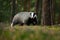 Badger at sunrise. European badger, Meles meles, in green pine forest. Hungry badger sniffs about food in moor.