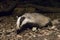 Badger touring the forest at night