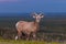 Badlands Bighorn Sheep Male